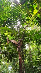 Astrocaryum aculeatum