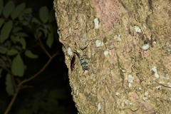 Pyrops candelaria