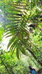 Astrocaryum aculeatum