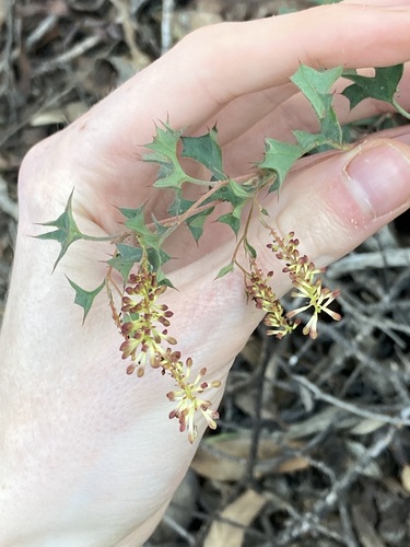 Image of Grevillea tenuiflora by (c) Thomas Mesaglio, some rights reserved (CC BY)