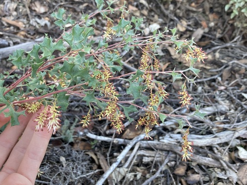 Image of Grevillea tenuiflora by (c) Thomas Mesaglio, some rights reserved (CC BY)