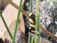 Olbonoma triptycha