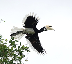 Anthracoceros albirostris