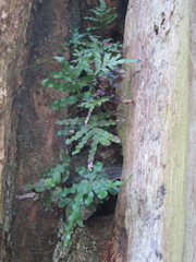 Polypodium scouleri