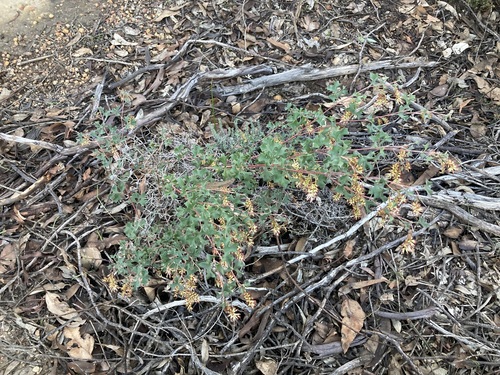 Image of Grevillea tenuiflora by (c) Thomas Mesaglio, some rights reserved (CC BY)