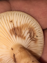 Lactifluus petersenii