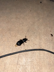 Odontotaenius disjunctus