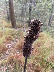 Xanthorrhoea