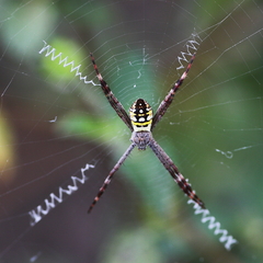 Argiope picta