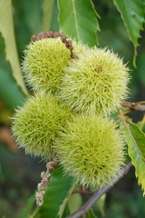 Castanea dentata