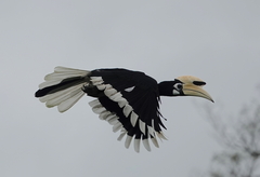 Anthracoceros albirostris