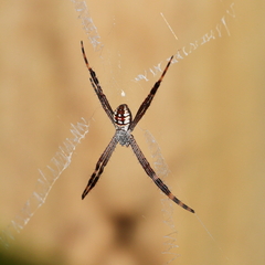 Argiope picta