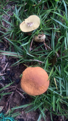 Tylopilus balloui