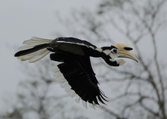 Anthracoceros albirostris