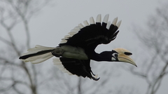 Anthracoceros albirostris