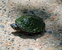 Emydura macquarii