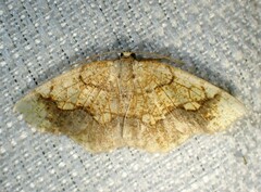 Nematocampa resistaria