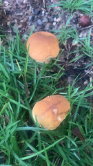 Tylopilus balloui