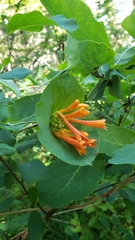 Lonicera ciliosa