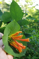 Lonicera ciliosa