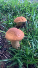 Tylopilus balloui