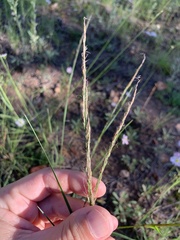 Muhlenbergia montana