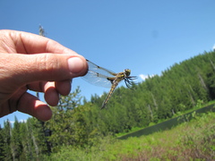 Libellula quadrimaculata