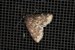 Idia lubricalis