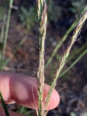 Muhlenbergia montana