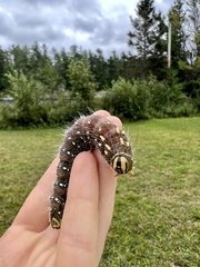 Eacles imperialis pini