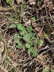Hydrocotyle laxiflora