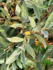 Salix lapponum