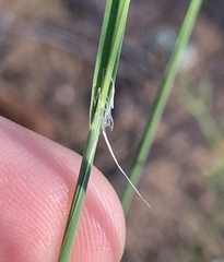 Muhlenbergia montana