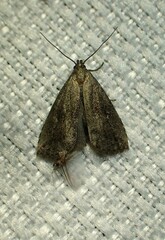 Hypenodes fractilinea