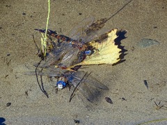 Rhionaeschna multicolor