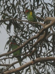 Glossopsitta concinna