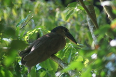 Cochlearius cochlearius