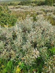 Salix lapponum