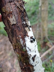 Barytopus lunulatus