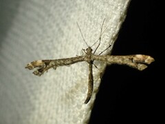 Amblyptilia pica