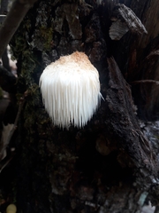 Hericium