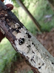 Barytopus lunulatus