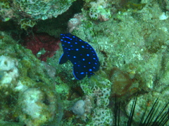 Microspathodon chrysurus