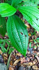 Miconia conglomerata