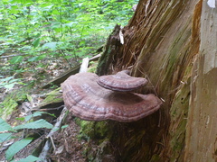 Ganoderma tsugae