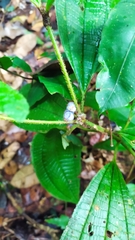 Miconia conglomerata