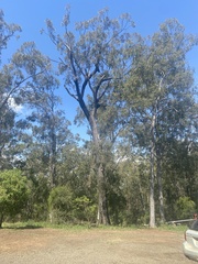 Eucalyptus siderophloia