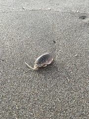 Emerita analoga