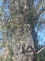 Eucalyptus siderophloia