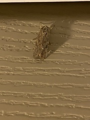 Spodoptera frugiperda